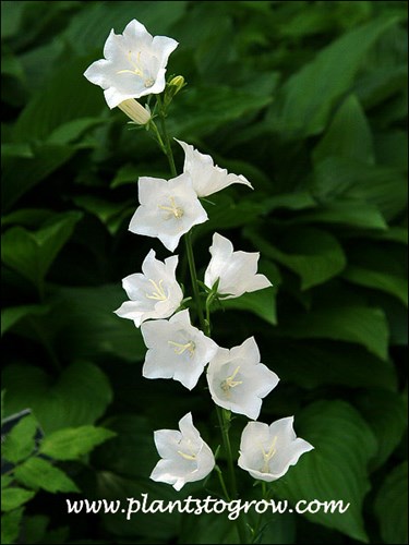 The inflorescence is called a raceme not a spike.  In a spike the florets are directly attached to the axis, in a raceme they are found on short pedicels off of the axis.